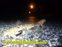 /home//u458753944/public_html/sourcegallery//Roxborough Toad Detour/2013-2019/2014/2014-04-07/P1140918.JPG